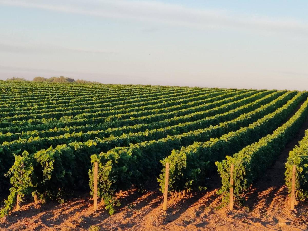 Gites De L'Estagnol Villeneuve-lès-Maguelonne Eksteriør bilde