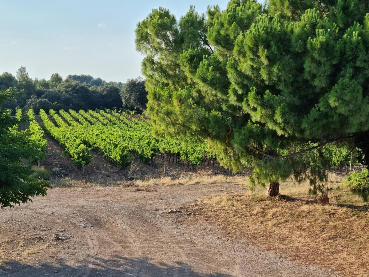 Gites De L'Estagnol Villeneuve-lès-Maguelonne Eksteriør bilde